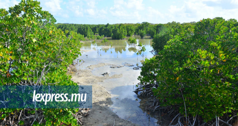 Le Pointe-d’Esny Wetland, Ramsar Site, est caractérisé par une forêt de mangroves subtropicale comprenant la Rhizophora Mucronata, prédominante, et la Bruguiera gymnorhiza. Ce sont ces deux espèces de mangroves qui sont communes à Maurice.