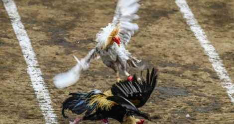 Des coqs se battent lors d'un combat de coqs au Colisée de San Pedro, dans la province de Laguna, le 26 août 2022.