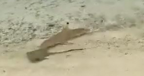 Capture d’écran d’une vidéo montrant des requins s’attaquant à une raie. Scène qui n’a pas été filmée sur une plage mauricienne, pensent plusieurs.