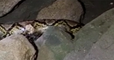 Capture d’écran de la vidéo qui montre les restes du python réticulé.