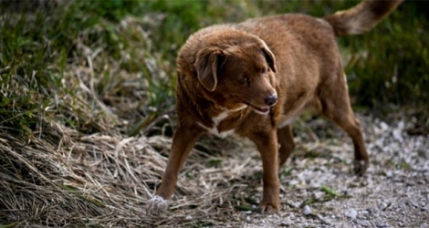 Bobi, âgé de plus de 30 ans et reconnu comme le chien le plus âgé du monde par le Guinness World Records, le 12 février 2023 à Conqueiros (centre du Portugal).