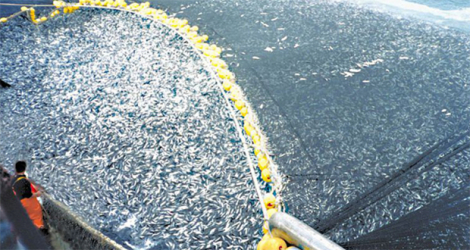 Purse seiners, run primarily in EU and East Asian fishing fleets, are blamed for tuna overfishing in the Indian Ocean.