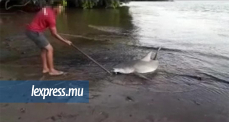 Un homme brandit une canne à pêche pour essayer de sortir le requin de l’eau.