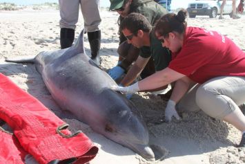 New-York : des spécialistes examinant le cadavre d’un dauphin qui a échoué sur la plage de Long Island. 