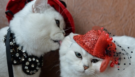 Deux matous écossais affublés de chapeaux rouges ont été pris en photo lors d’une exposition de chats à Bishkek.