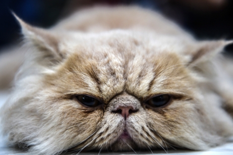 Difficile de dire ce qui se cache derrière le regard perçant de ce chat persan, lors d’un concours de la World Cat Federation, le 16 octobre, à Istambul. 
