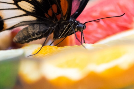 Un papillon monarque goutte un nectar à la maison des papillons du parc d'Elbauenpark à Magdeburg, en Allemagne, le 10 janvier 2017.