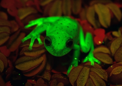 Fluorescence naturelle pour cette petite grenouille des bois qui vit en Amérique du Sud. Ce membre de la famille des amphibiens, qui vit sur les arbres, a des phosphorescences en forme de petits pois et porte le nom scientifique de Hypsiboas punctatus. 