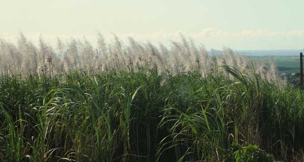 La demande en matière première, à savoir la canne à sucre, est un facteur important dans la production d’éthanol.
