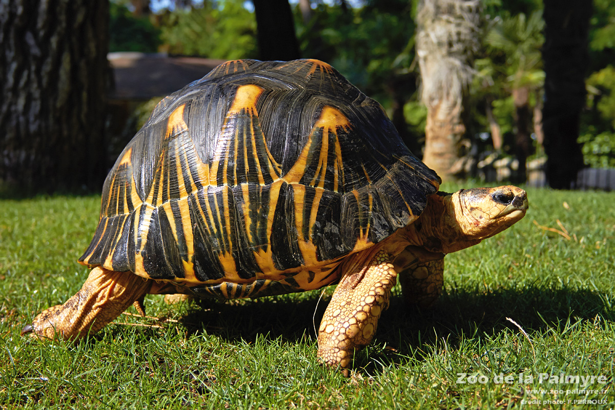 150 tortues étoilées bientôt rapatriées à Madagascar lexpress.mu — free download