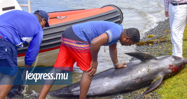 Jonathan Dardenne aidant un officier de la NCG à embarquer un dauphin pour le centre de pêche de Mahébourg. 