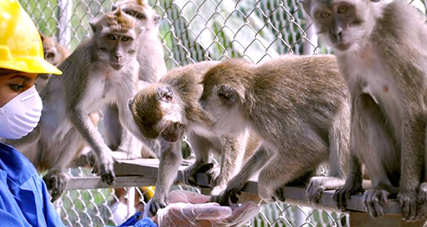 Selon la Cyno Breeders Association, les laboratoires Johnson & Johnson, Moderna, AstraZeneca, Pfizer/BioNtech ont tous utilisé des macaques pour développer leur vaccin.