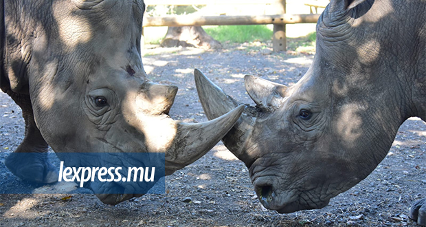 Ella et Benji, les deux seuls rhinocéros blancs de Maurice, sont âgés d’un peu plus de dix ans.