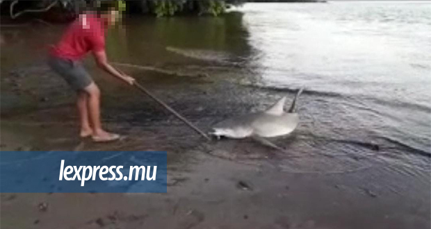Un homme brandit une canne à pêche pour essayer de sortir le requin de l’eau.
