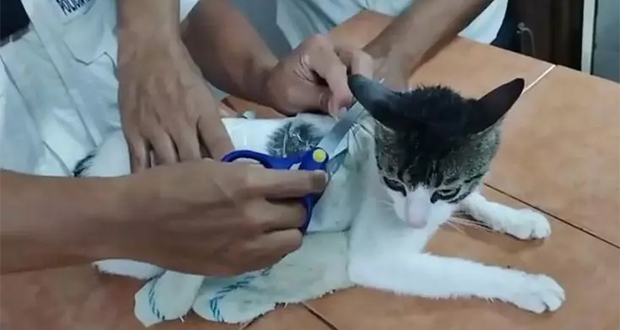 Un «narco chaton» en pleine livraison intercepté par des surveillants pénitentiaires