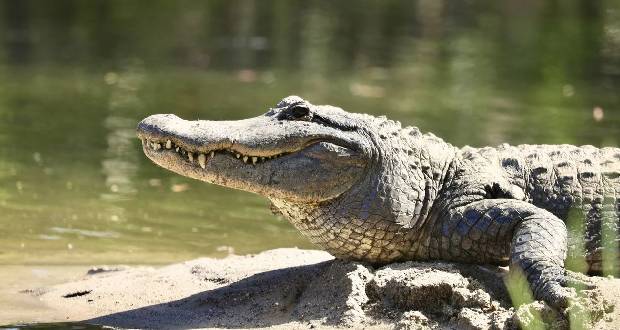 Un alligator s’invite dans la maison d’un couple en Louisiane