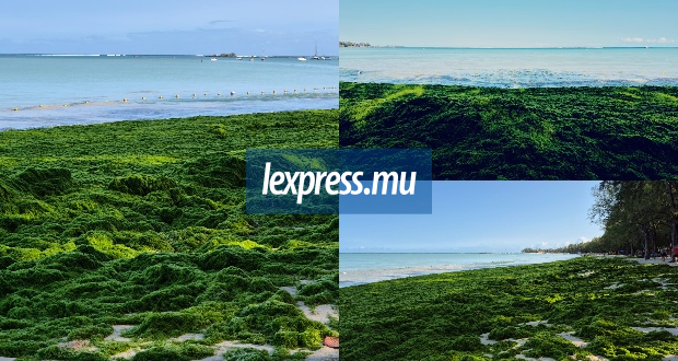 La plage envahie par les algues