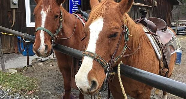 Des dizaines de chevaux morts dans l'incendie d'un haras