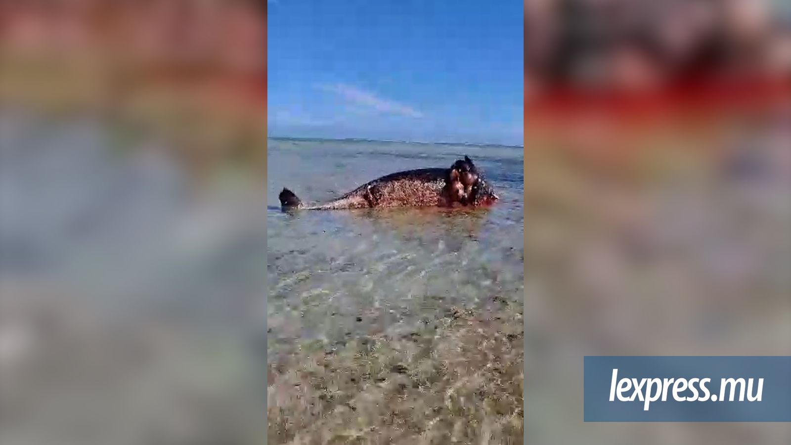 Découverte inquiétante d’une baleine à bec en décomposition