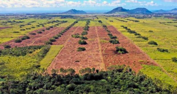 L’Agro-business consolide la rentabilité dans un contexte contrasté
