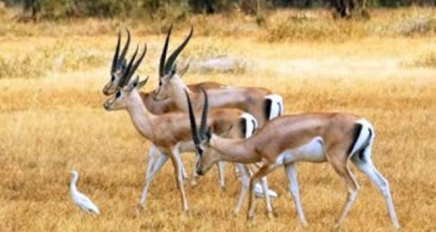 Des pays de la région de l’Afrique de l’Est prêts à amorcer une nouvelle étape