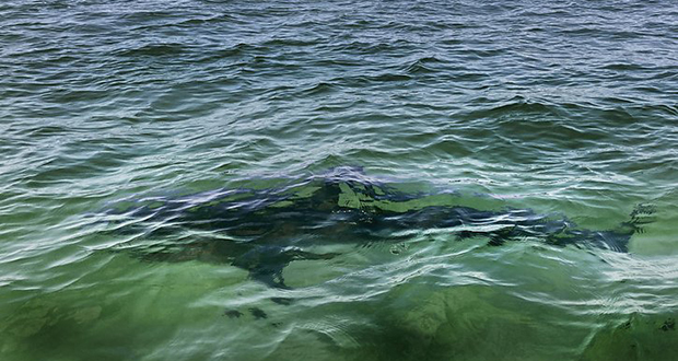 Un adolescent tué par un requin en Australie