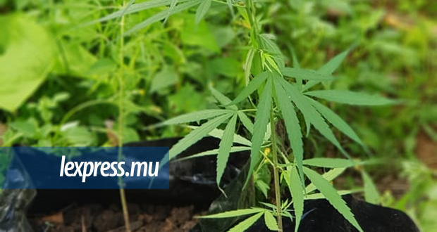 Rs 9 M de cannabis saisis