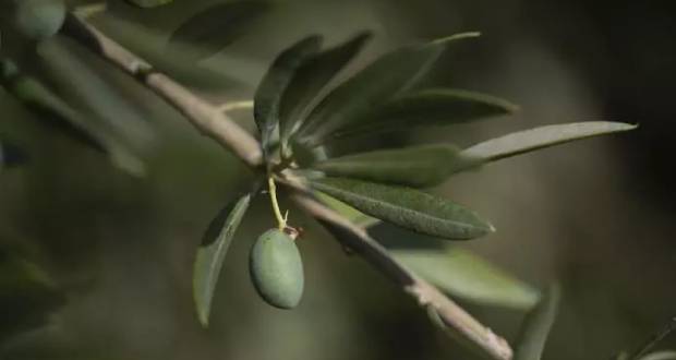 Le secteur de l'huile d'olive en quête de solutions face au changement climatique