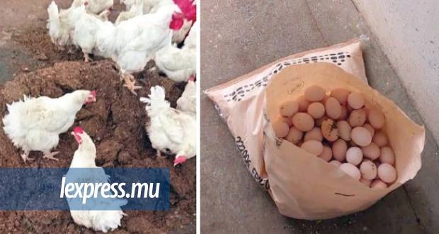 Pénurie de poulet et d’oeufs : Une autre polémique éclos