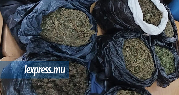 20 kg de cannabis saisis à Petite-Rivière
