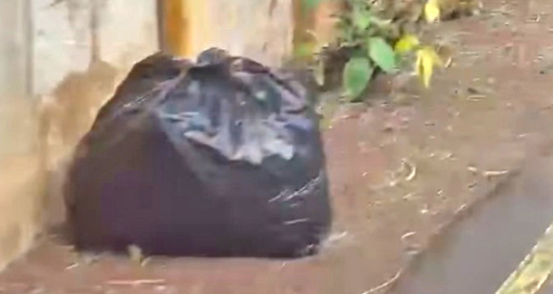 Joanna Bérenger souligne l’incohérence des déchets verts dans des sacs en plastique