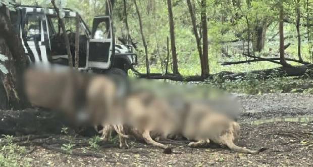 Un gardien de zoo tué par des lions