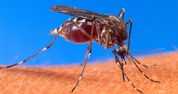 Chikungunya : Les autorités en alerte