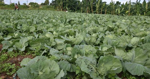 L’urgence d’agir face aux violences agricoles