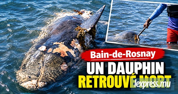 Un dauphin retrouvé mort