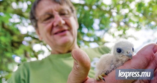 Un demi-siècle pour sauver les espèces menacées de l’île