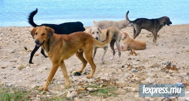 Chiens errants : la MSAW dément tout refus de stérilisation