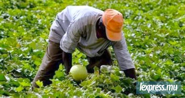 Secteur agricole :  de nouvelles règles pour encadrer les fournisseurs de main-d’œuvre étrangère