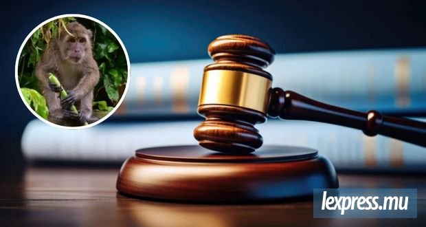 446 macaques, une charge rayée et désormais Rs 50 millions de réclamation