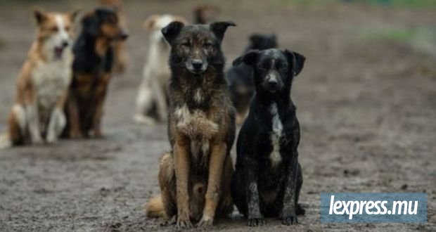 Population canine : 8 000 chiens stérilisés depuis janvier 2025
