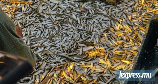 Après 20 ans d’odeur de poisson pourri, un village canadien va enfin pouvoir respirer