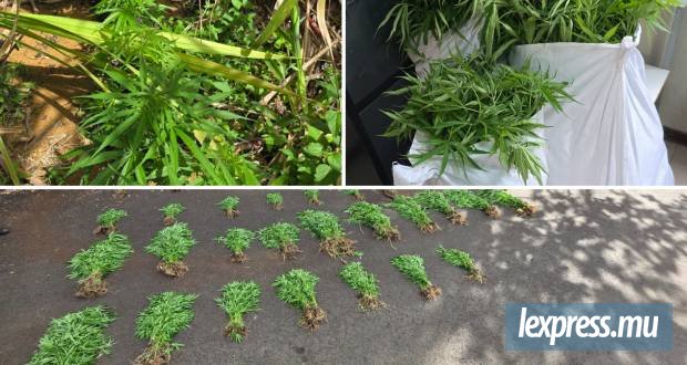 7 414 plants de cannabis déracinés après un repérage aérien