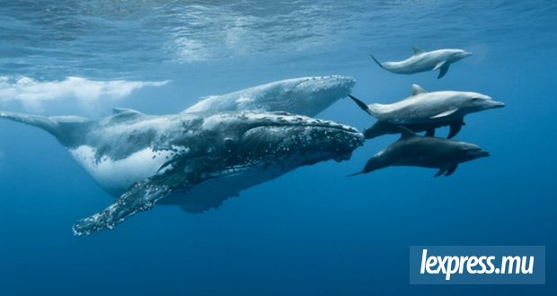 Tourisme : Maurice renforce les contrôles autour des dauphins et des baleines