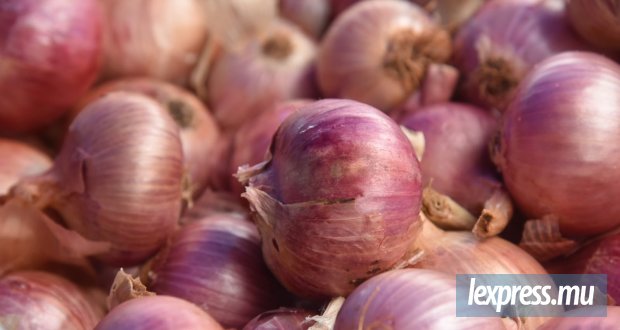 Le FAREI lance une nouvelle variété d’oignon rouge