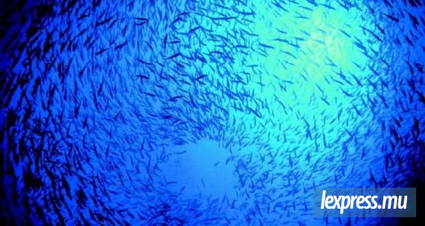 Les pêcheurs dans l’attente des mesures incitatives
