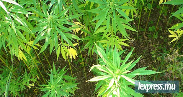 Mervin Joel Marina arrêté avec 39 plants de cannabis et de la cocaïne