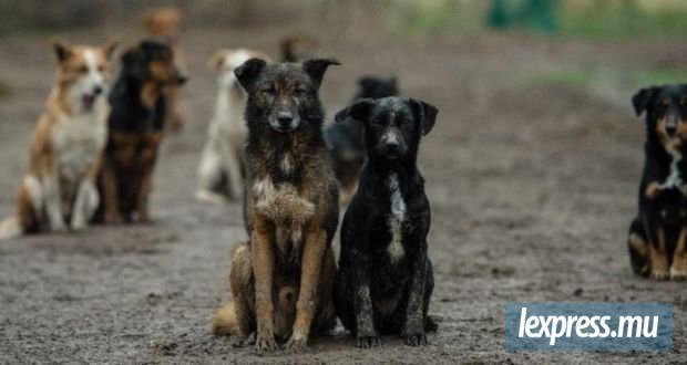 Animalerie soupçonnée d'exercer sans autorisation : le propriétaire arrêté