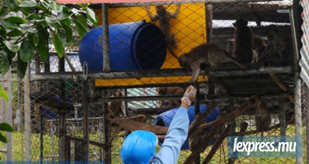 Dossiers élevés pour la recherche  Itinéraire des macaques exportés : La clause oubliée