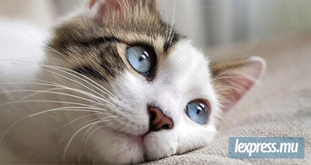 Journée internationale : Le chat, bien plus qu’un simple compagnon... Qui s’y frotte s’y attache