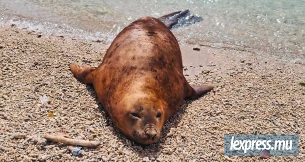 Un éléphant de mer retrouvé échoué près de l’ancien Bulk Sugar Terminal